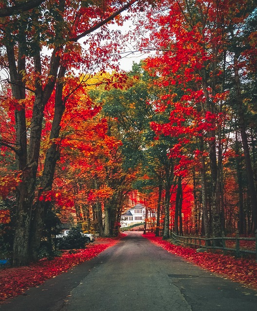 Free Autumn Trees photo and picture