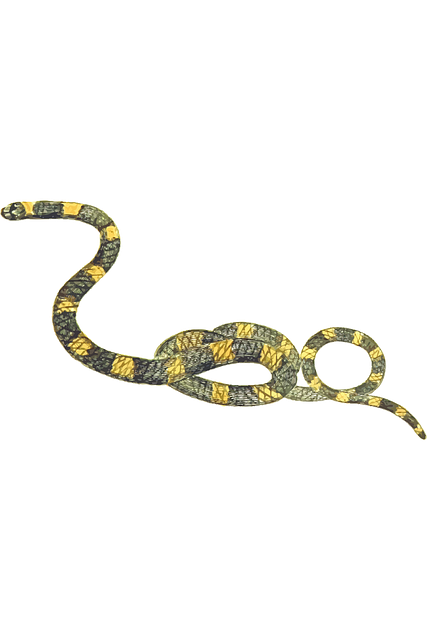 Free snake reptile boa illustration