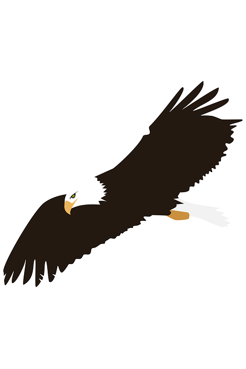 鷲 鷹 鳥 Pixabayの無料画像