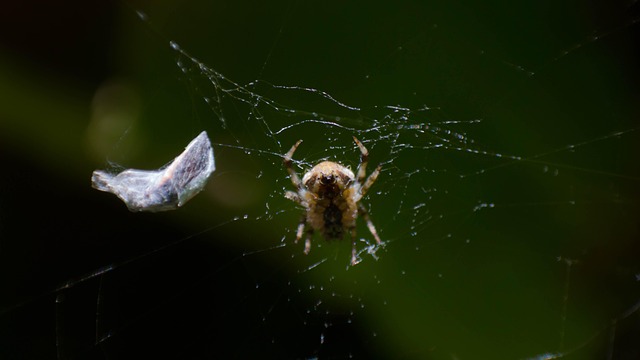 Natur, Insekten, Spinne, Web, Tier