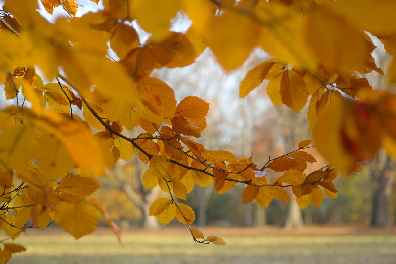 Autumn Leaves Foliage - Free photo on Pixabay - Pixabay