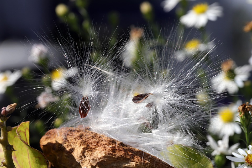 花 种子 乳草 - Pixabay上的免费照片 - Pixabay