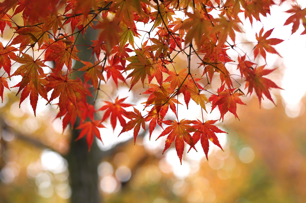 メープル ツリー 葉っぱ 葉 Pixabayの無料写真 Pixabay