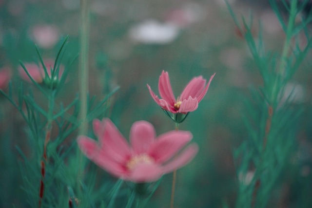 Flower Bloom Botany - Free photo on Pixabay