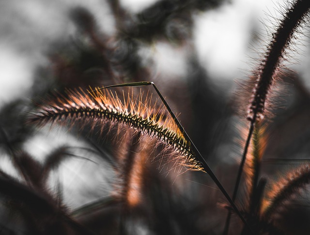Free Nature Grass photo and picture