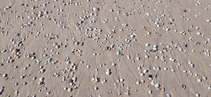 Skjell, Sand, Strand, Fundp