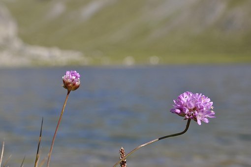 Free Flowers Bloom photo and picture
