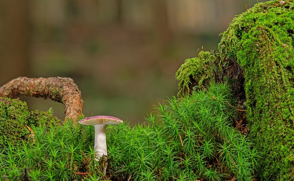 Mushroom Moss Fungus - Free photo on Pixabay - Pixabay