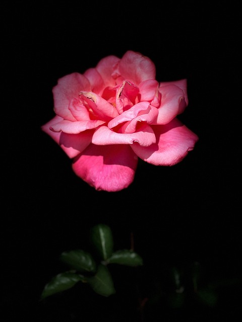 Free Flower Flower Background photo and picture