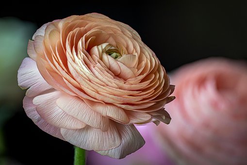 Free Flower Flower Wallpaper photo and picture