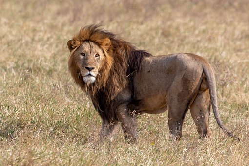 Free Animal Nature photo and picture