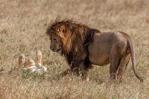 Free Animal Nature photo and picture