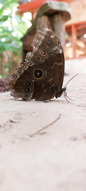 Mariposa, Insecto, Insecto Con Alas