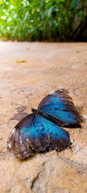 Mariposa, Azul, Naturaleza, Nature