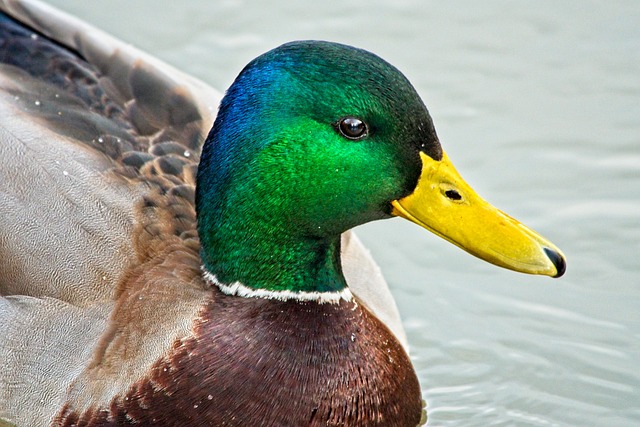 Free Bird Duck photo and picture