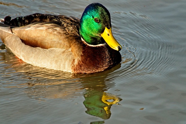 Free Bird Duck photo and picture