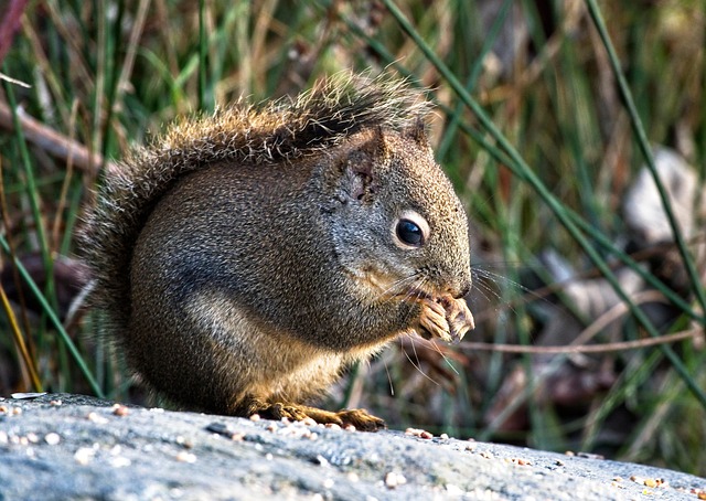 Free Squirrel Rodent photo and picture
