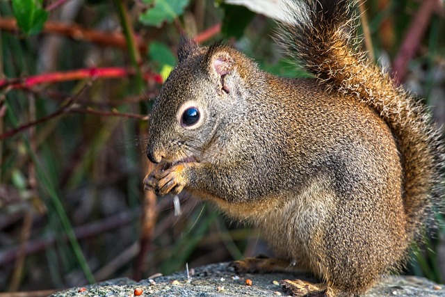 Free Animal Squirrel photo and picture