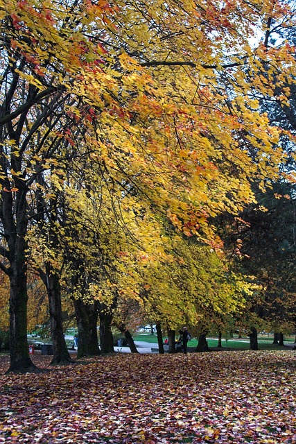 Free Autumn Leaves photo and picture