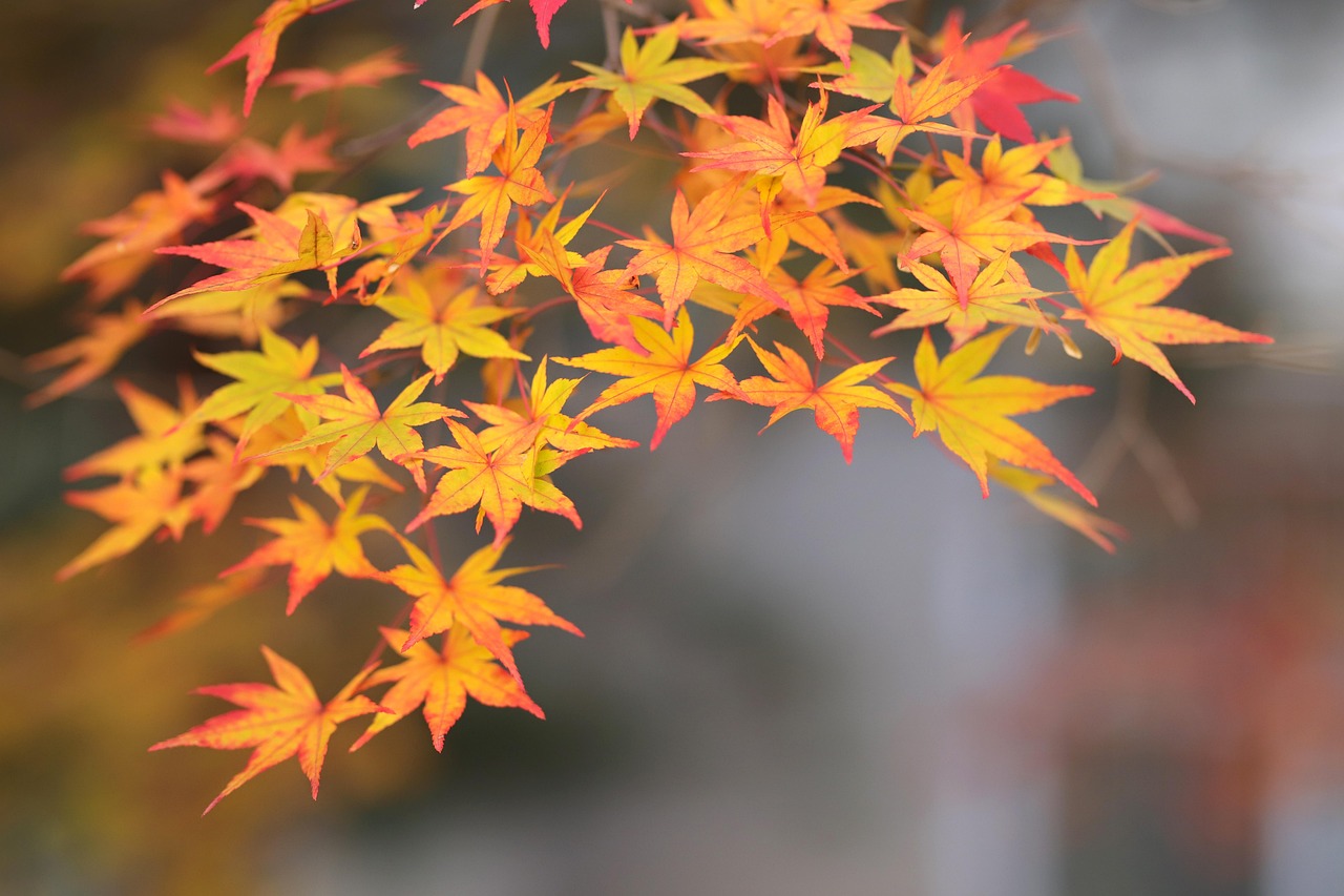 槭树 秋天 自然 - Pixabay上的免费照片