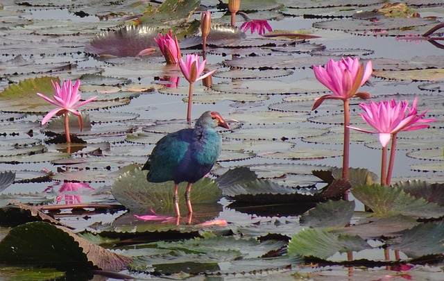 Free Bird Grey-Headed Swamphen photo and picture