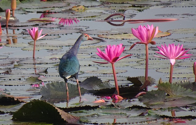Free Lotus Flowers photo and picture