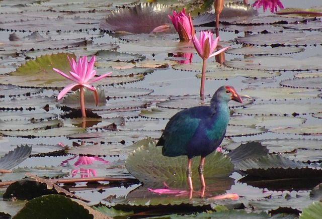 Free Water Lilies Flowers photo and picture