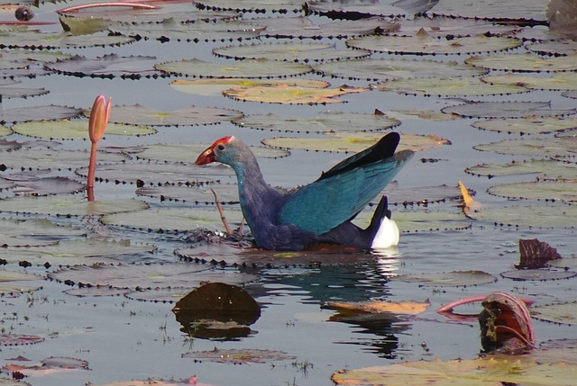 Free Bird Ornithology photo and picture