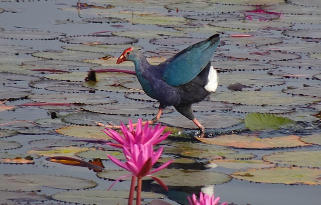 Free Lotus Flowers photo and picture