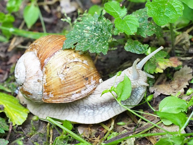 Free Shell Nature photo and picture