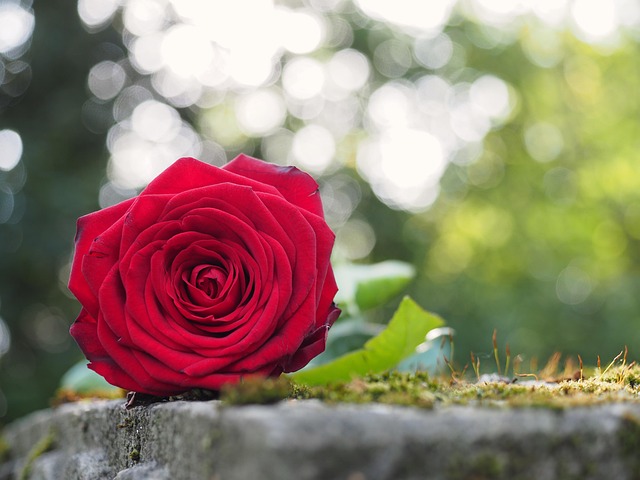 Free Flower Rose Flower photo and picture