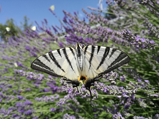 Free Butterfly Lavender photo and picture