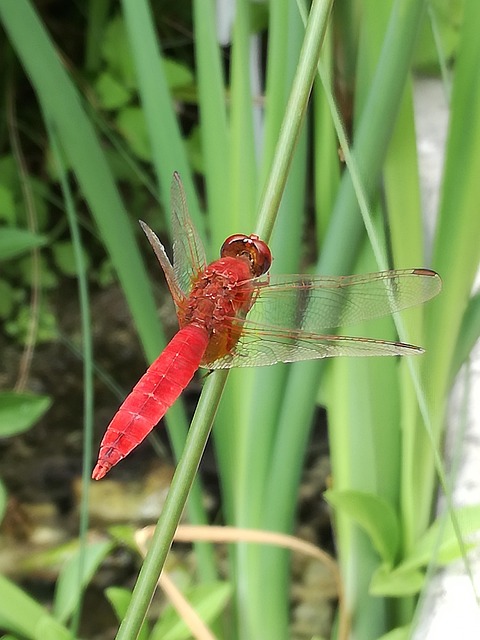 Free Insects Dragon-Fly photo and picture