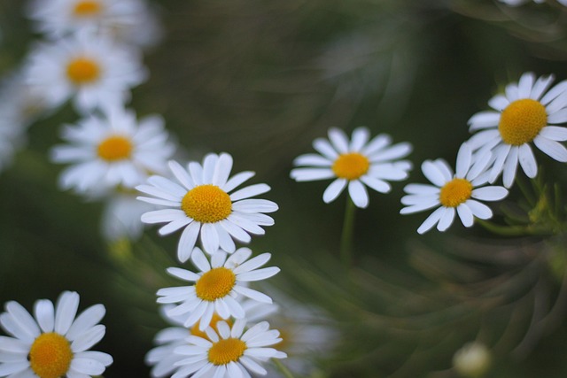 Flores, Papel De Parede De Flores