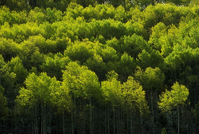 Wald, Tropical, Baum, Natur, Grün