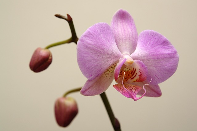 Blume, Orchidee, Pflanze, Natur, Botanik