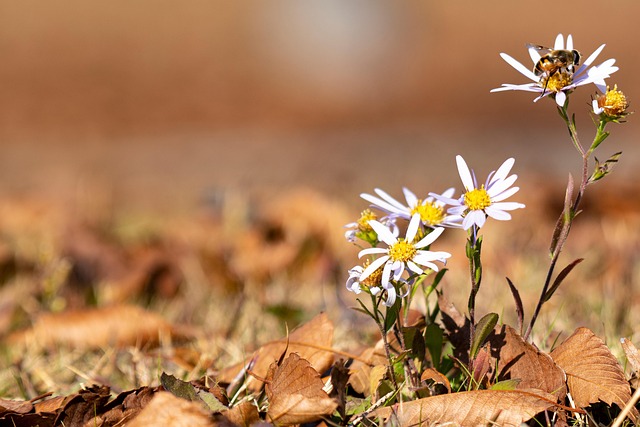 Honigbiene, Biene, Blumen, Aster, Insekt