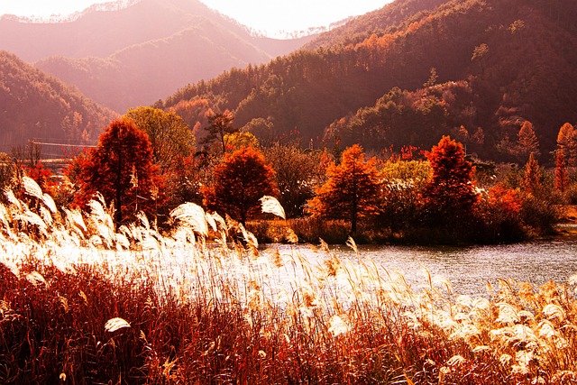 Natur, Wald, Berg, Schilf, Herbst