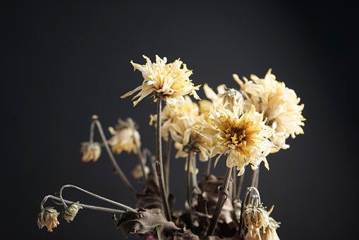 Blomster, Krysantemum, Blomstre, Botanik