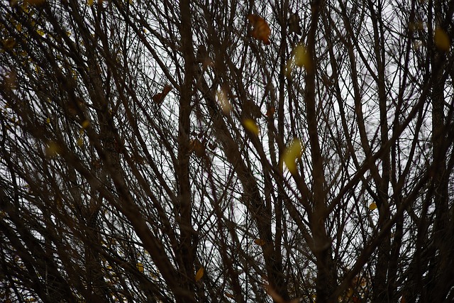 Free Trees Nature photo and picture