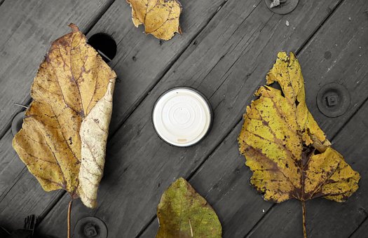 Free Leaves Autumn photo and picture