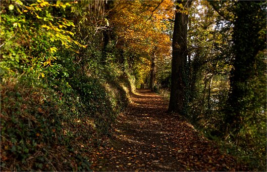 Free Forest Nature photo and picture