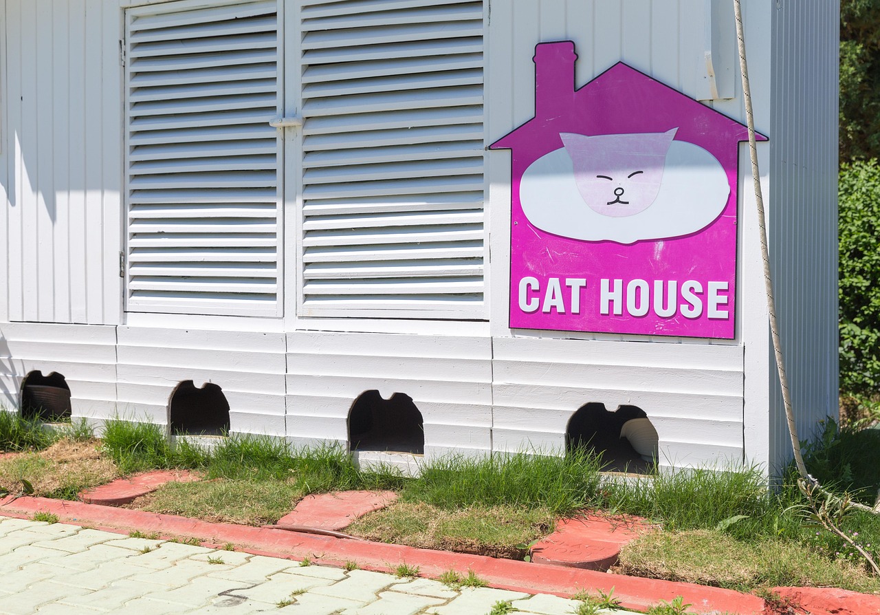 Maison Chat L'Architecture - Photo gratuite sur Pixabay
