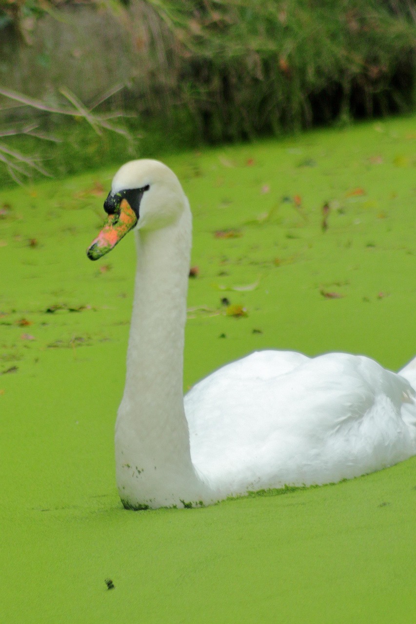 Swan Bird Water Free photo on Pixabay Pixabay