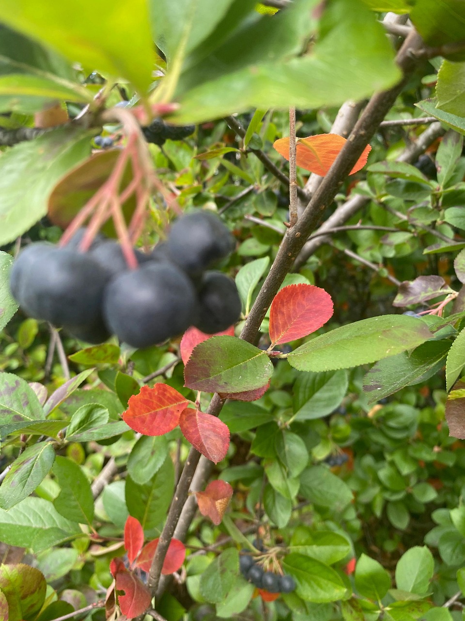 berries-blue-free-photo-on-pixabay-pixabay