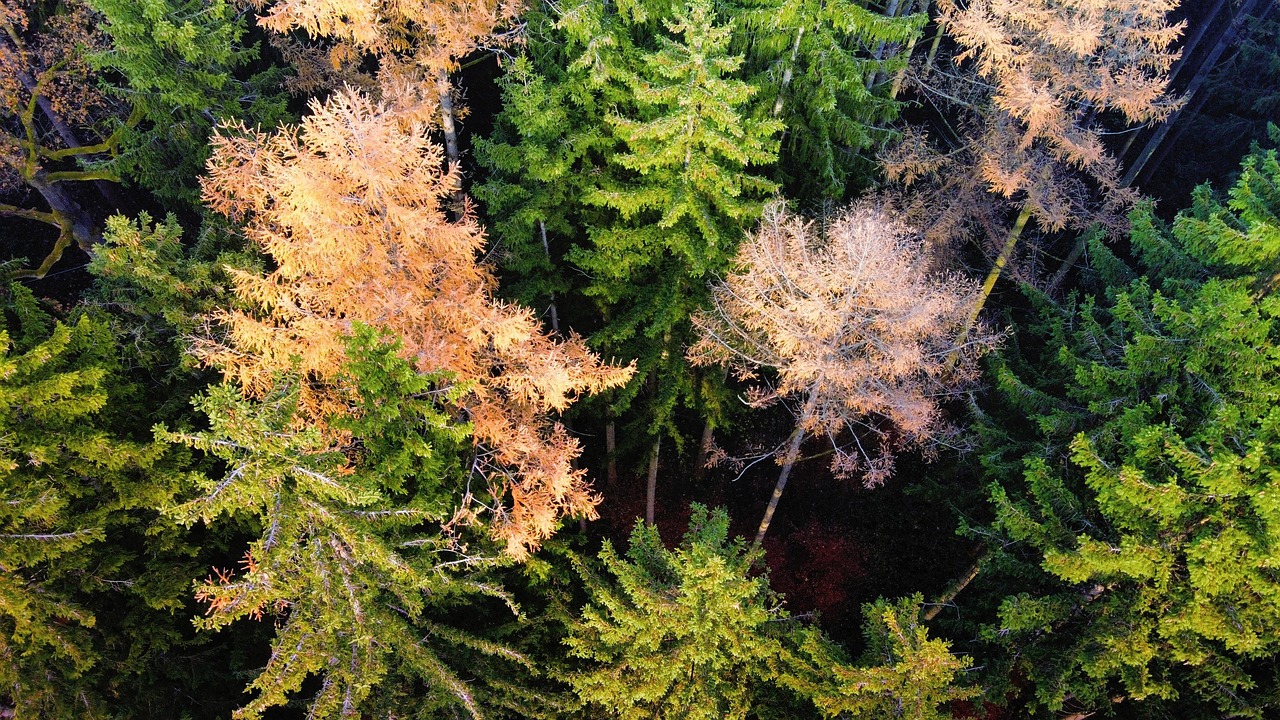 Bosque Árboles Otoño De - Foto gratis en Pixabay - Pixabay