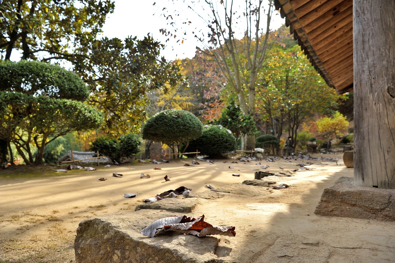 오대산 월정사 전나무숲 단풍 시기 2026, 절정은 언제? 입장료&middot;주차 총정리