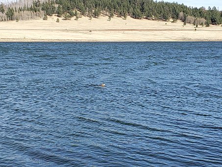 Free Bird Water photo and picture