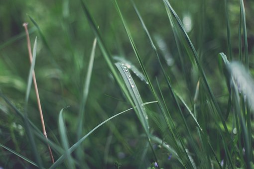 Gras, Rasen, Makro, Blätter, Botanik