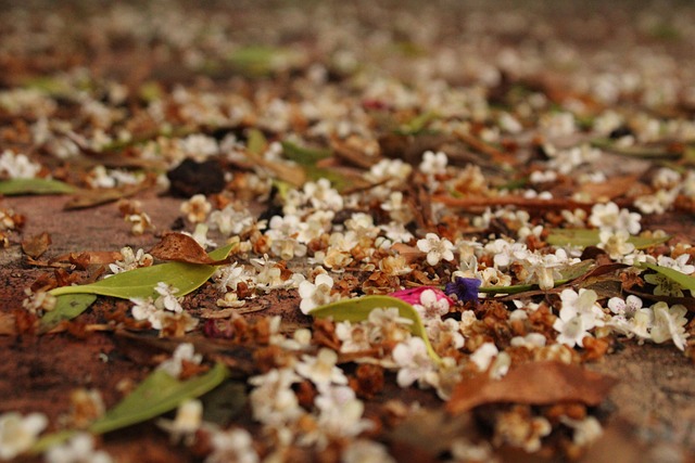 Free Flowers Ground photo and picture
